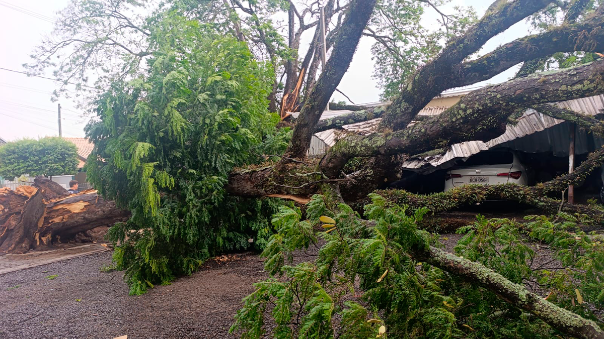 Queda de Sibipiruna de grande porte causa destruição em prédio no centro de São João do Ivaí