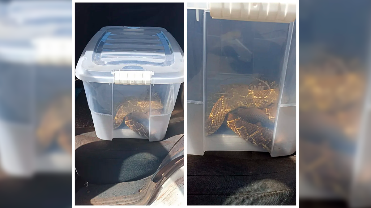 Equipes municipais capturam duas cascavéis em propriedade rural de Borrazópolis