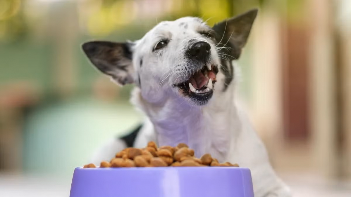 Mulher aciona bombeiros para socorrer “filho” engasgado e equipe descobre que era um cachorro