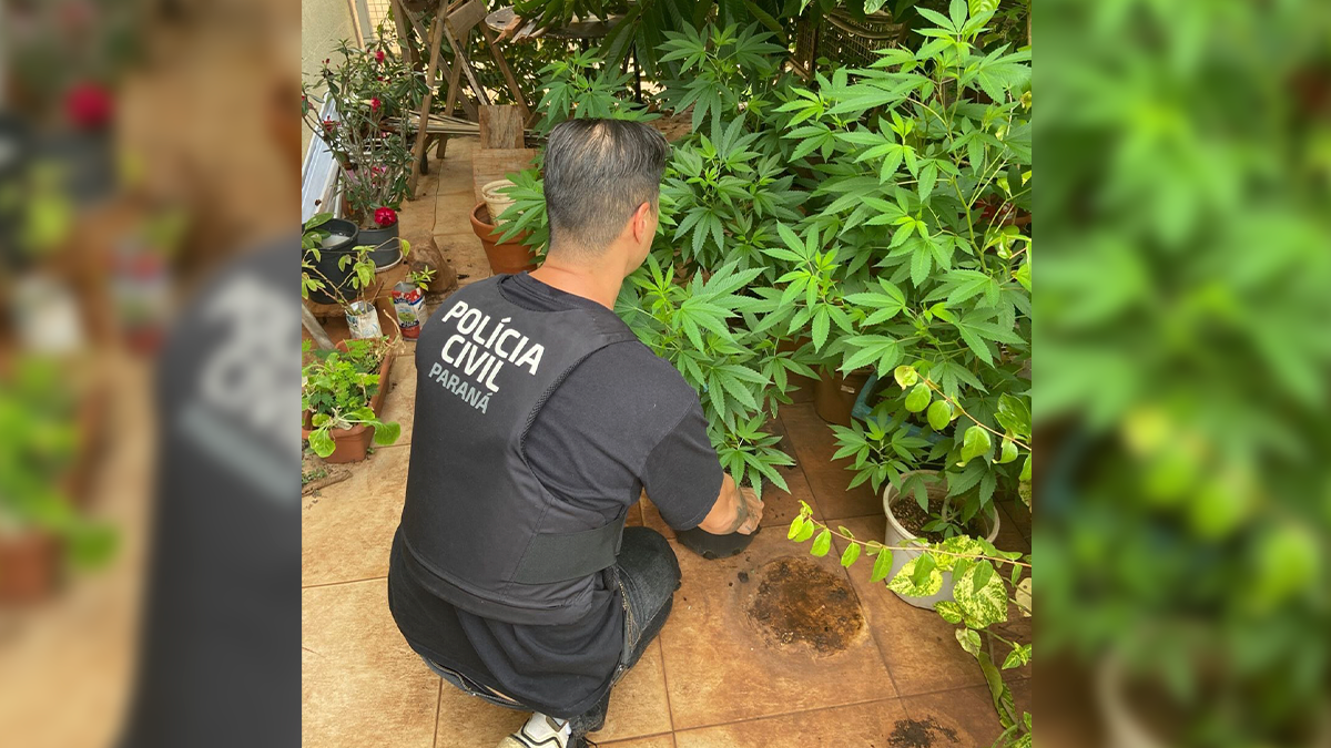 Homem é preso em Londrina com plantação de maconha dentro de casa