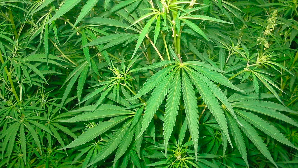 Rotam fecha cerco contra o tráfico e descobre plantação de maconha em Pitanga