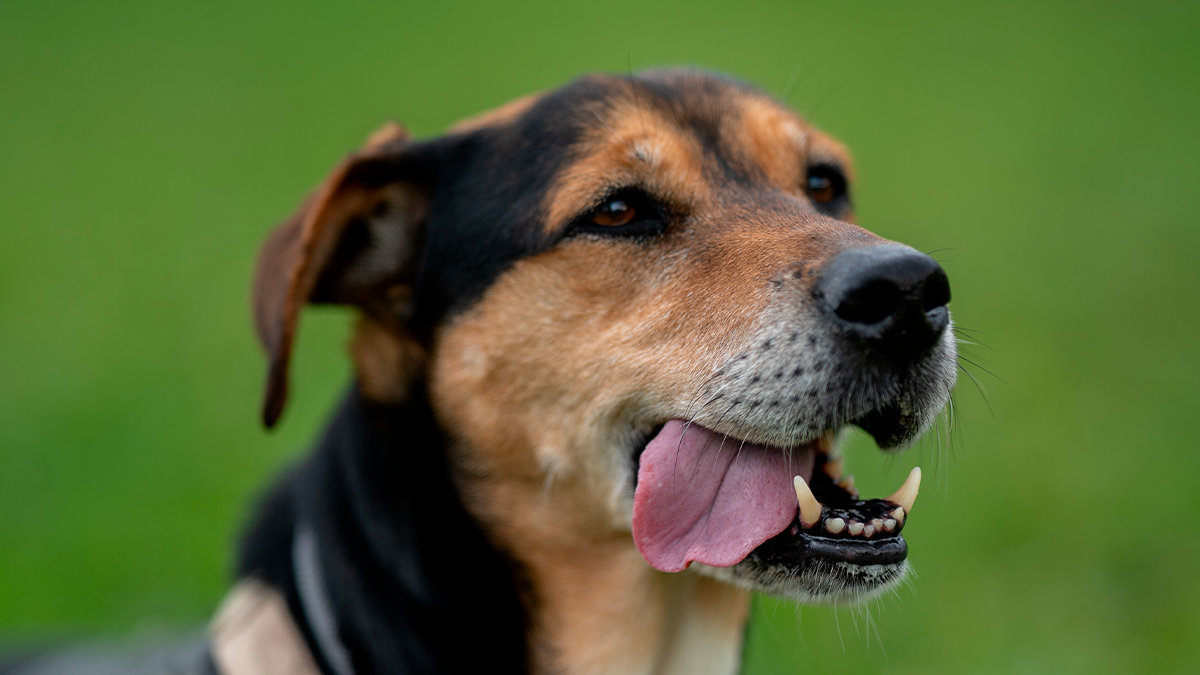 O Gemini disse Discussão por causa de cachorro termina em injúria via WhatsApp em Grandes Rios