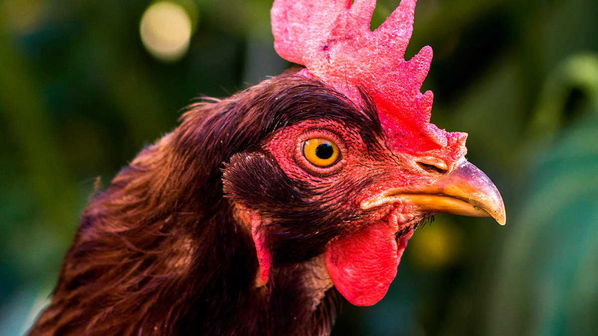 Vizinho armado ameaça moradora após briga por causa de galo em Apucarana