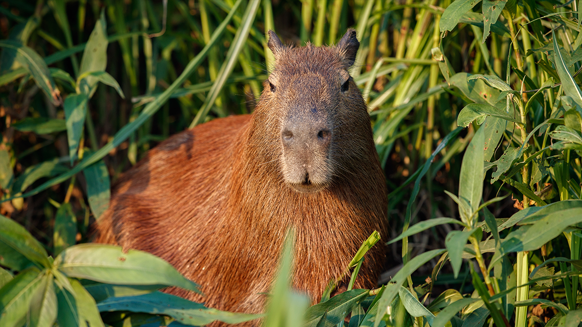 Motorista morre após atropelar capivara e capotar na BR-376 em Maringá