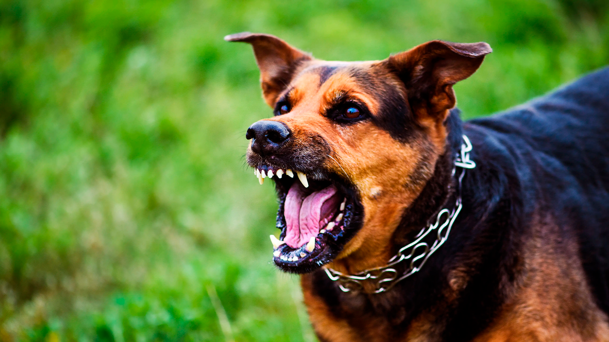 Motociclista fica ferido após ataque de cachorro em Jardim Alegre