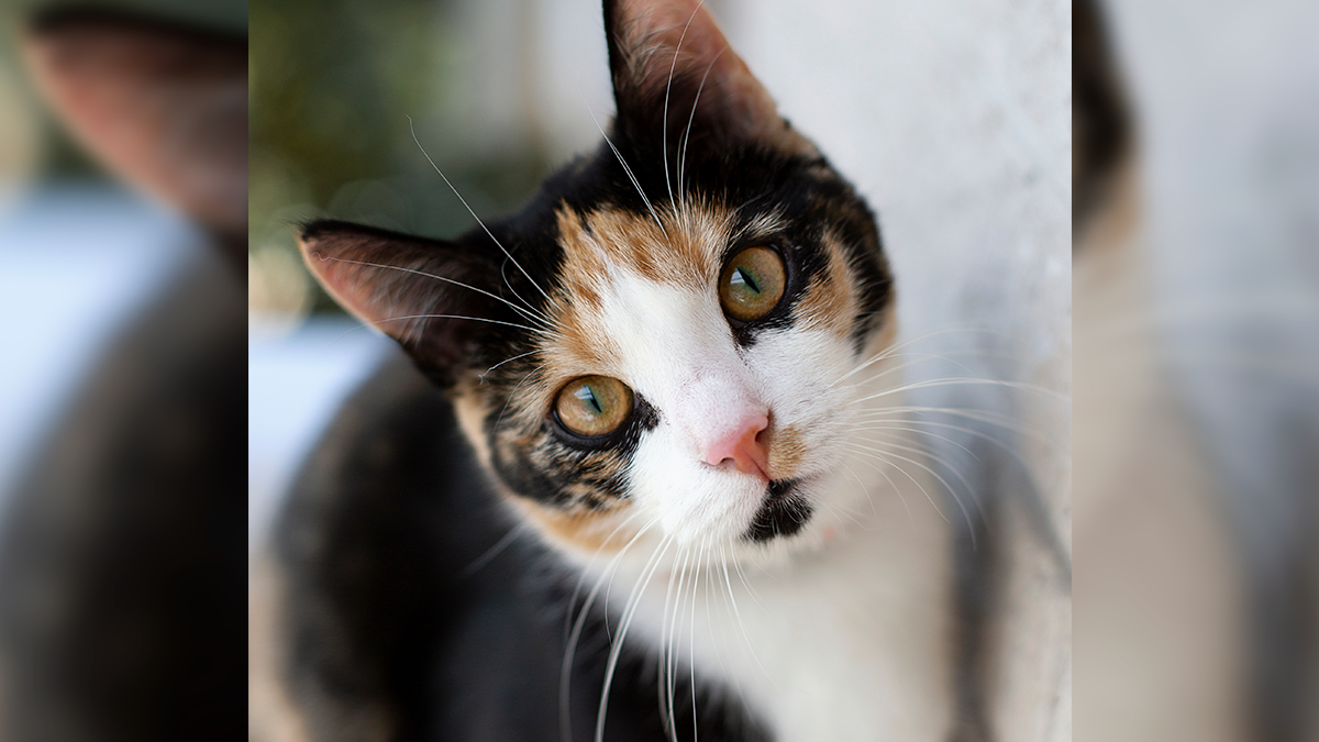 Denúncia aponta possível envenenamento de gatos em Ivaiporã