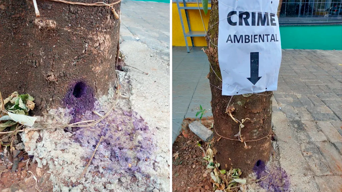 Árvore plantada por pioneiro é envenenada em Borrazópolis e causa revolta