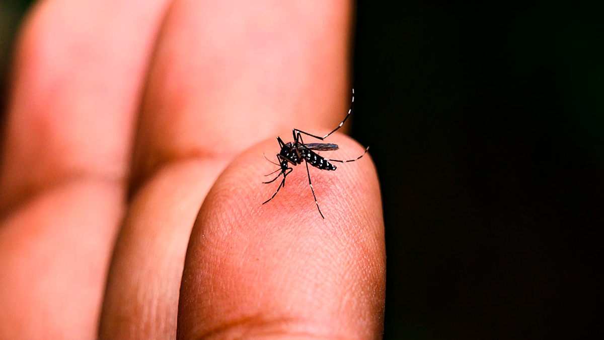 Paraná registra queda histórica superior a 96% nos casos de dengue no início de 2026