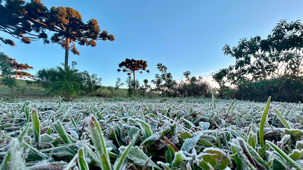 Alerta de geada volta a ser emitido no Paraná após queda nas temperaturas