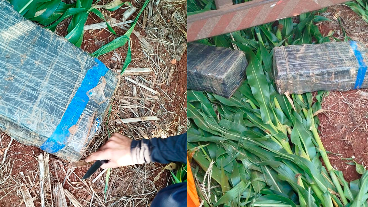 Guarda Municipal de Arapongas apreende 40 kg de maconha em milharal