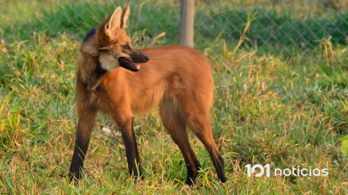 Câmeras de monitoramento flagram lobo-guará pela primeira vez em parque de Ponta Grossa