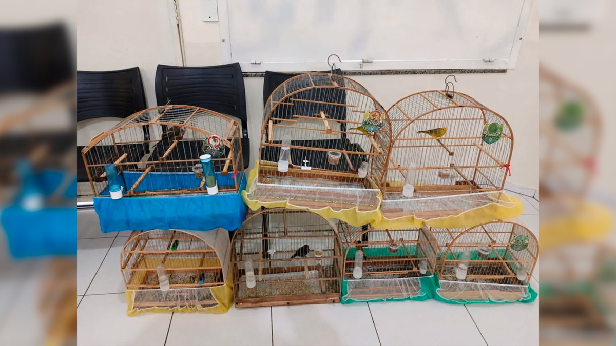 Polícia Ambiental apreende 12 aves silvestres mantidas em cativeiro ilegal em Telêmaco Borba