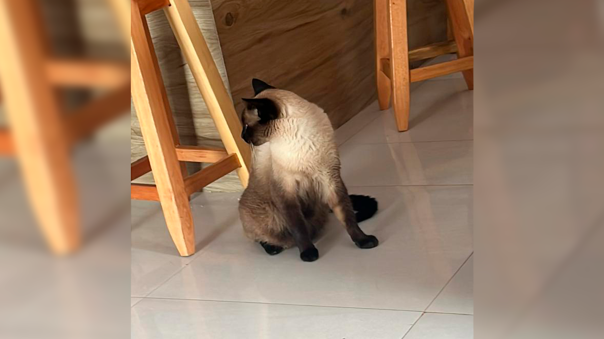 Família procura por gato 'Pitoco' desaparecido na região da rádio Vale do Sol FM em Cândido de Abreu