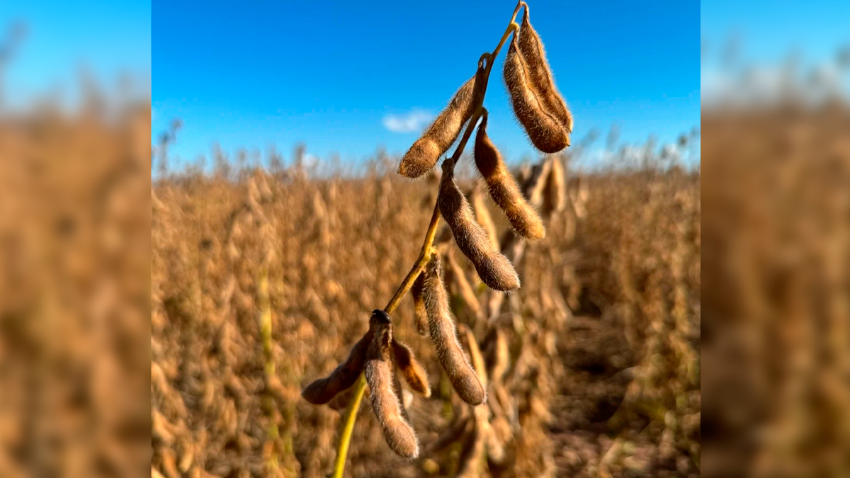 Preço da soja perde força no Brasil, mas mantém tendência de alta no curto prazo