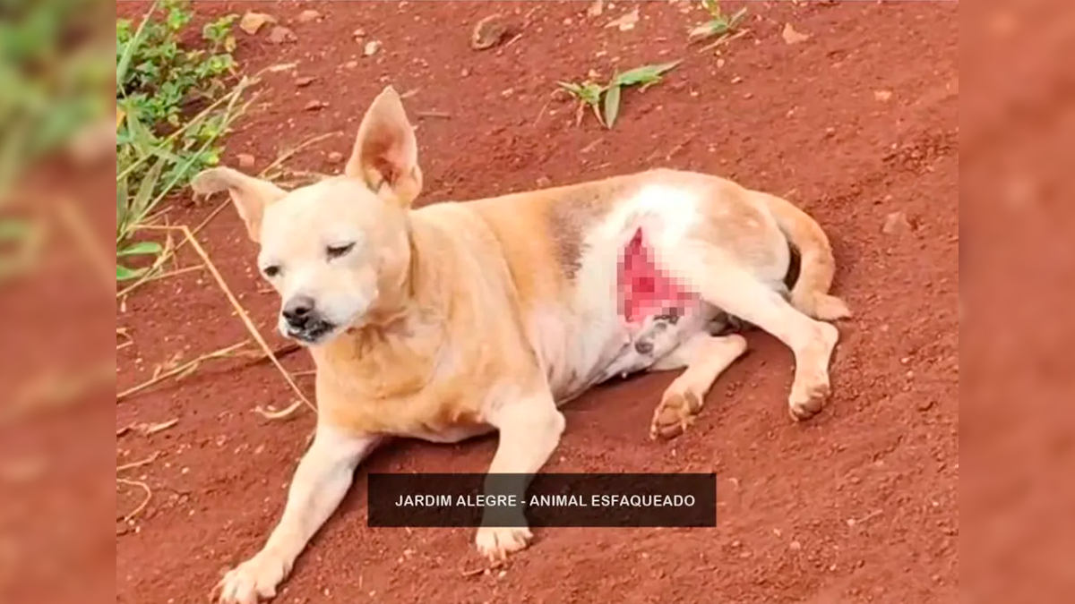 ONG denuncia caso de cão ferido por objeto cortante em Jardim Alegre