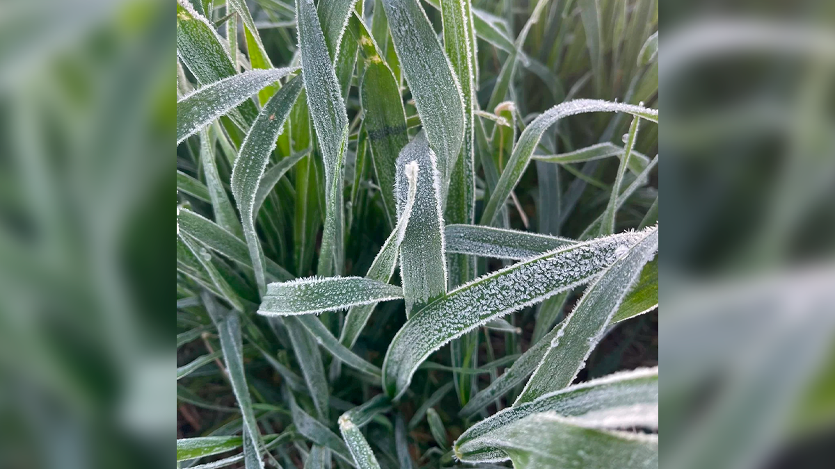 Onda de frio atinge o Paraná e termômetros podem marcar 1°C nesta semana