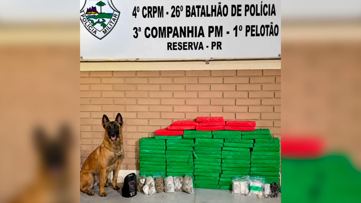 ROTAM apreende mais de 60 kg de maconha escondidos sob galinheiro em Reserva